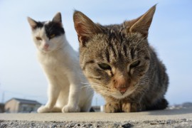 猫の尿路結石の予防法