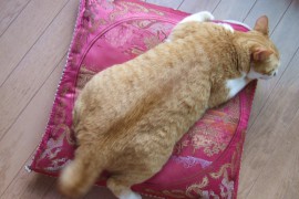 太った猫の体重管理はどうするべきか？