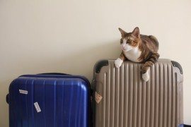ペット（犬・猫）と海外移住！飛行機でペットと海外へ行く方法