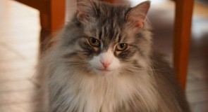【猫好き必見！】ノルウェージャンフォレストキャットの性格や飼う際の注意点