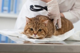 もうすぐ猫伝染性腹膜炎（ＦＩＰ）の治療が現実になるかも！
