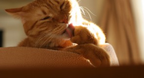 猫が毛玉を吐く！対処法、予防法