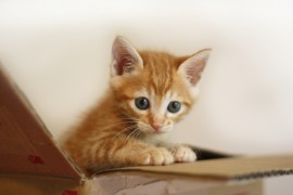 有名猫ブログ紹介（猫とグリーンと暮らす家、ひだまり日和、うちの猫がまた変なことしてる。）