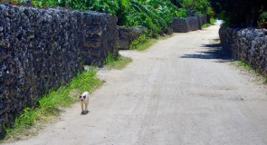 沖縄の猫島！竹富島の詳細