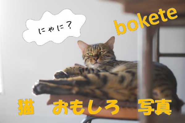 不覚にも笑ってしまった めちゃめちゃおもろい猫画像7選 Bokete編 ペット暮らし