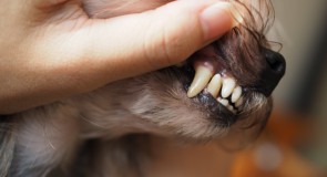 犬の歯磨きの方法