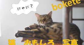 不覚にも笑ってしまった、めちゃめちゃおもろい猫画像7選（bokete編）