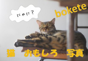 不覚にも笑ってしまった、めちゃめちゃおもろい猫画像7選（bokete編）