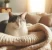 猫の膵炎：原因、症状、治療法の解説と予防策