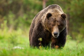 ワイオミング州が今年２２頭の灰色熊の狩猟を認める。