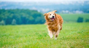 高齢犬の認知症とその治療法